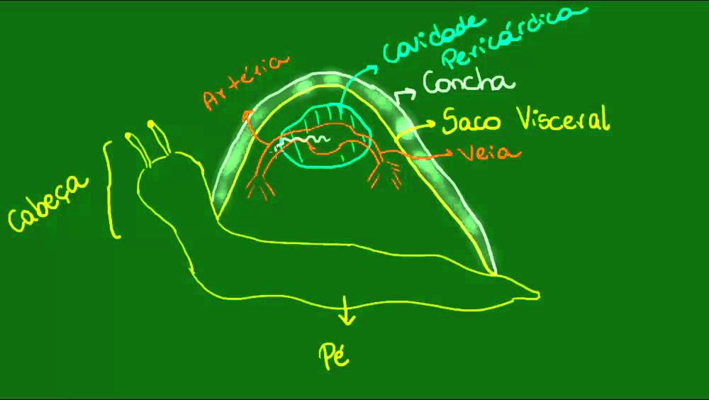 Sistema circulatório dos Moluscos - Zoologia - Biologia