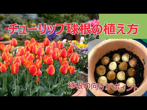 チューリップの球根を植える時期