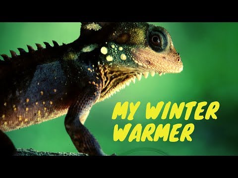 Winter Foot #warmer #feet #funny Video