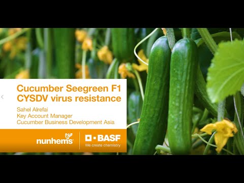 , title : 'Cucumber Seegreen F1'