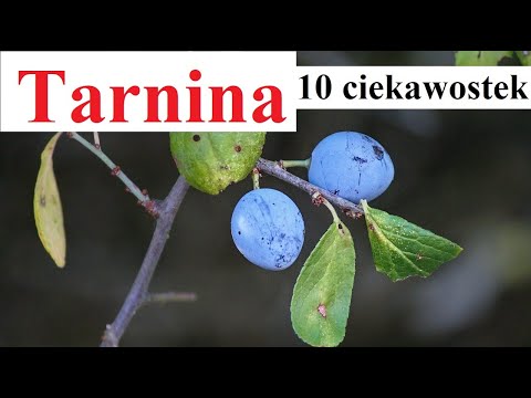 Blackthorn - 10 interesting facts