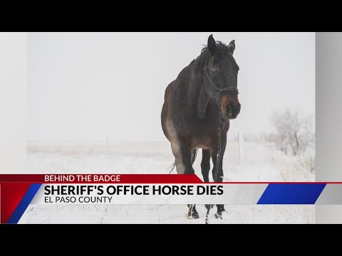 Sheriff's office announces passing of Mounted Unit horse