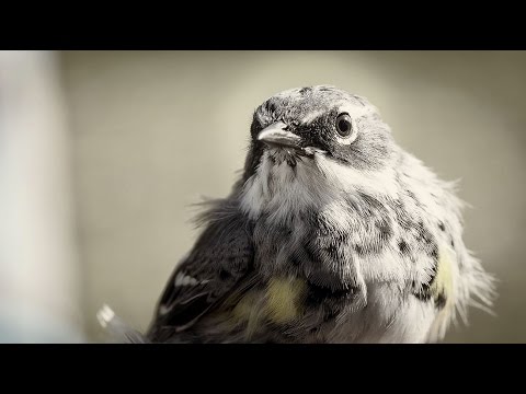 Hope is the Thing with Feathers