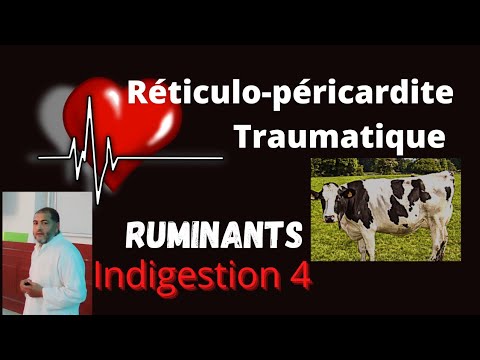 , title : 'Réticulo-péricardite traumatique chez la vache suite des indigestions partie 4'