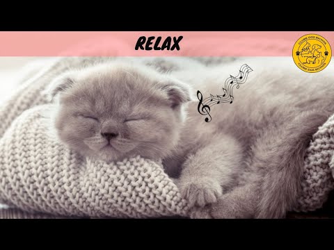 MÚSICA PARA ACALMAR GATOS (TESTADO)