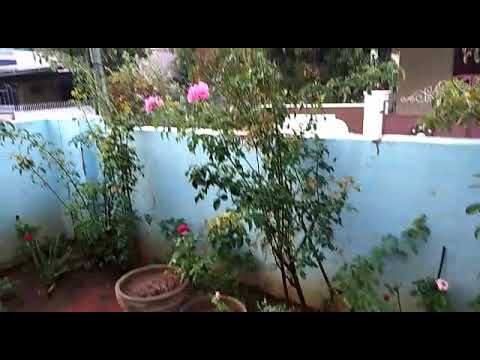 Small but cute rose garden of priyas