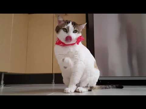 Funny Cat Compilation Video -  Try Not To Laugh