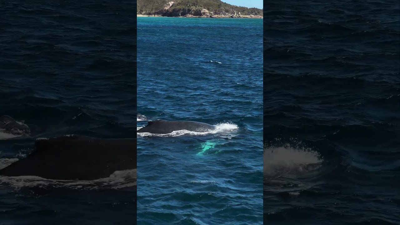 YouTube Short thumbnail