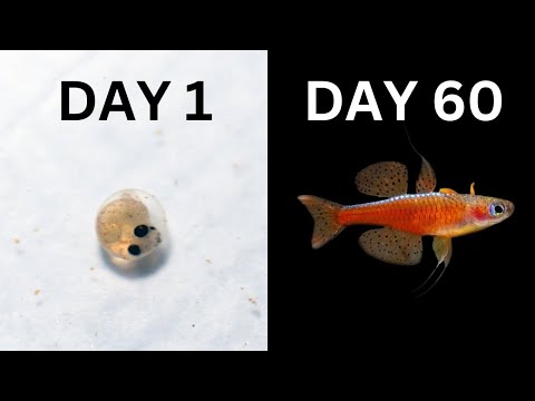 Breeding Red Neon Blue Eyes - Surprisingly Easy!