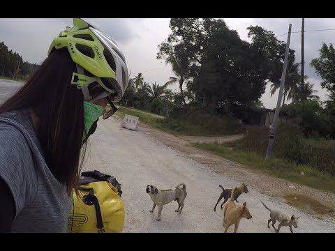 How To Stop Dog Barking and Chasing Cyclists #shorts