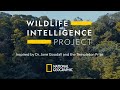 National Geographic Wildlife Intelligence Project Inspired By Jane Goodall The Templeton Prize