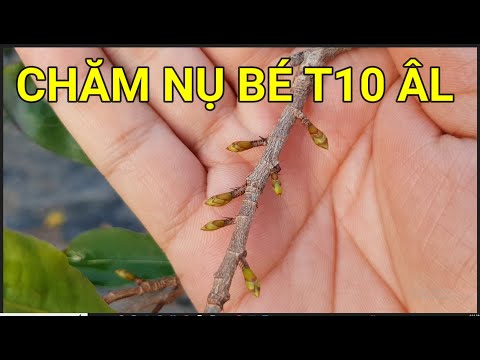 🔴 QBS22316 - CÁCH BÓN PHÂN CHO NHỮNG CÂY MAI NỤ BÉ | CHĂM SÓC MAI VÀNG MIỀN BẮC NỞ HOA ĐÚNG TẾT