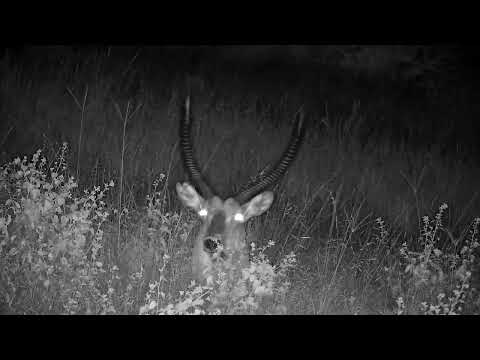 Djuma: Waterbuck bull resting - 21:12 - 03/16/2023