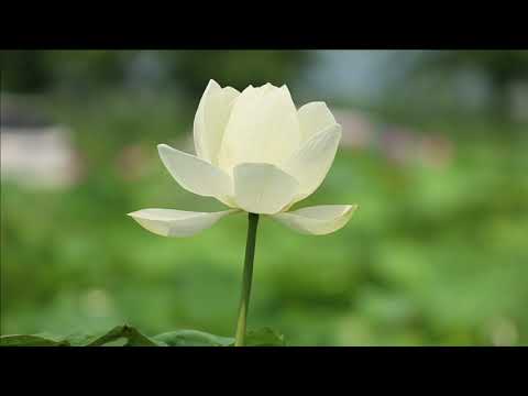 Stela ENACHE - Vraja sarutului