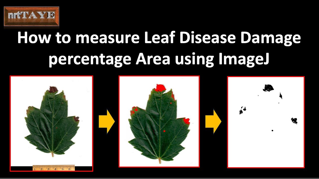 How to measure Leaf Disease Damage percentage Area using ImageJ