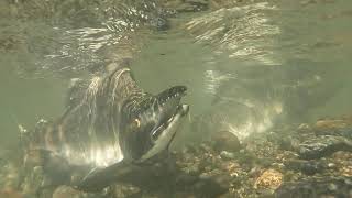 Sultan River Pink Salmon (unedited)