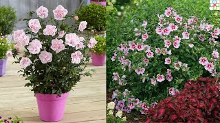 17 Best Rose of Sharon Varieties || Hibiscus Syriacus Types