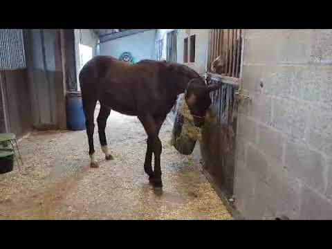 Stallion sBs Belgian Warmblood For sale 2023 Bay