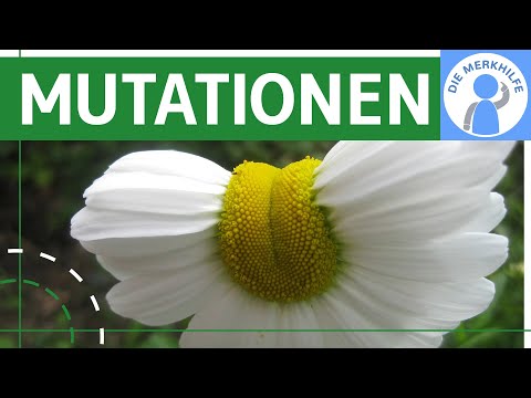 Mutationen - Definition, Entstehung, Arten, Folgen & Beispiele einfach erklärt - Übersicht Genetik