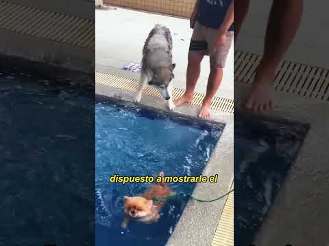 Huskies that are afraid of water#animals #Foryou #Friendship #Us #fyp