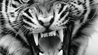 Download lagu Status WhatsApp kidung Wahyu kolosebo macan mp3 Download lagu Status WhatsApp kidung Wahyu kolosebo macan mp3