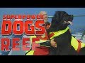Filming Reef The Fearless Italian Water Rescue Dog Superpower Dogs