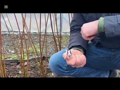 фото прут  сортовой американка гигантская 0