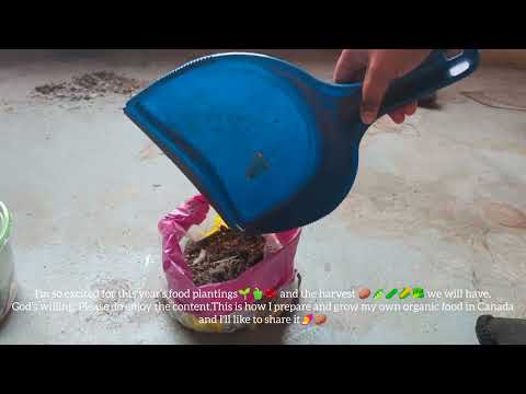 🍎🍅How I grow my own organic veggies & herbs in Canada  day 3 + clean up day🧹