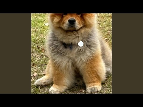 Noqu Valentine (feat. Sailosi Waqawaqa)