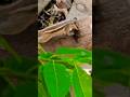 Squirrel Power Shorts Youtubeshorts Ytshorts Shortsfeed Short Trending Squirrel Viral 2023