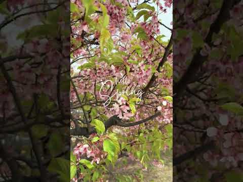 【河津桜】Hello!Spring!!【OKAGAKU*OKATAN】 #Shorts