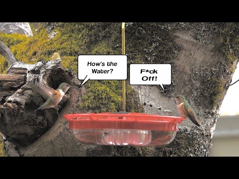 Rude Rufous - Female Rufous Hummingbirds fight  super slow motion