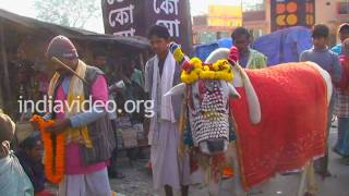Sacred Bull, Kolkata, West Bengal 