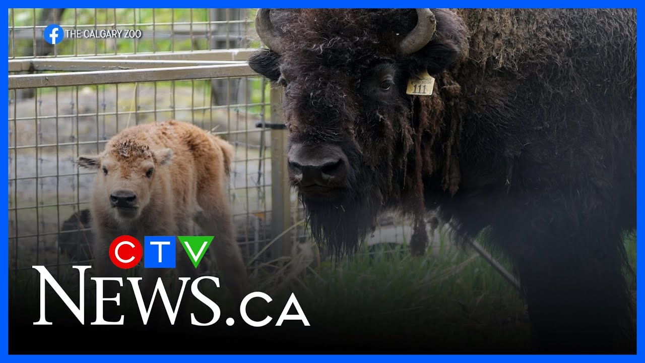 Zoo welcome new baby wood bison