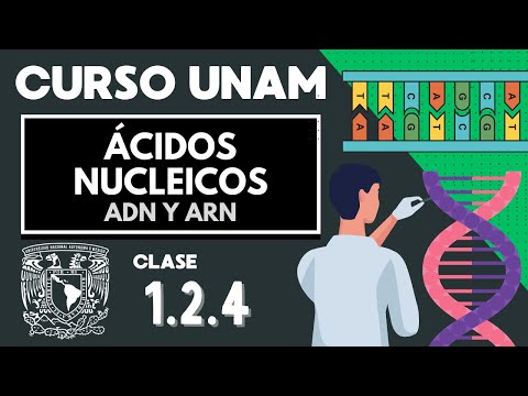 🌱 NUCLEIC ACIDS | UNAM Exam | DNA and RNA, nucleotides, nitrogenous bases | UNAM Biology