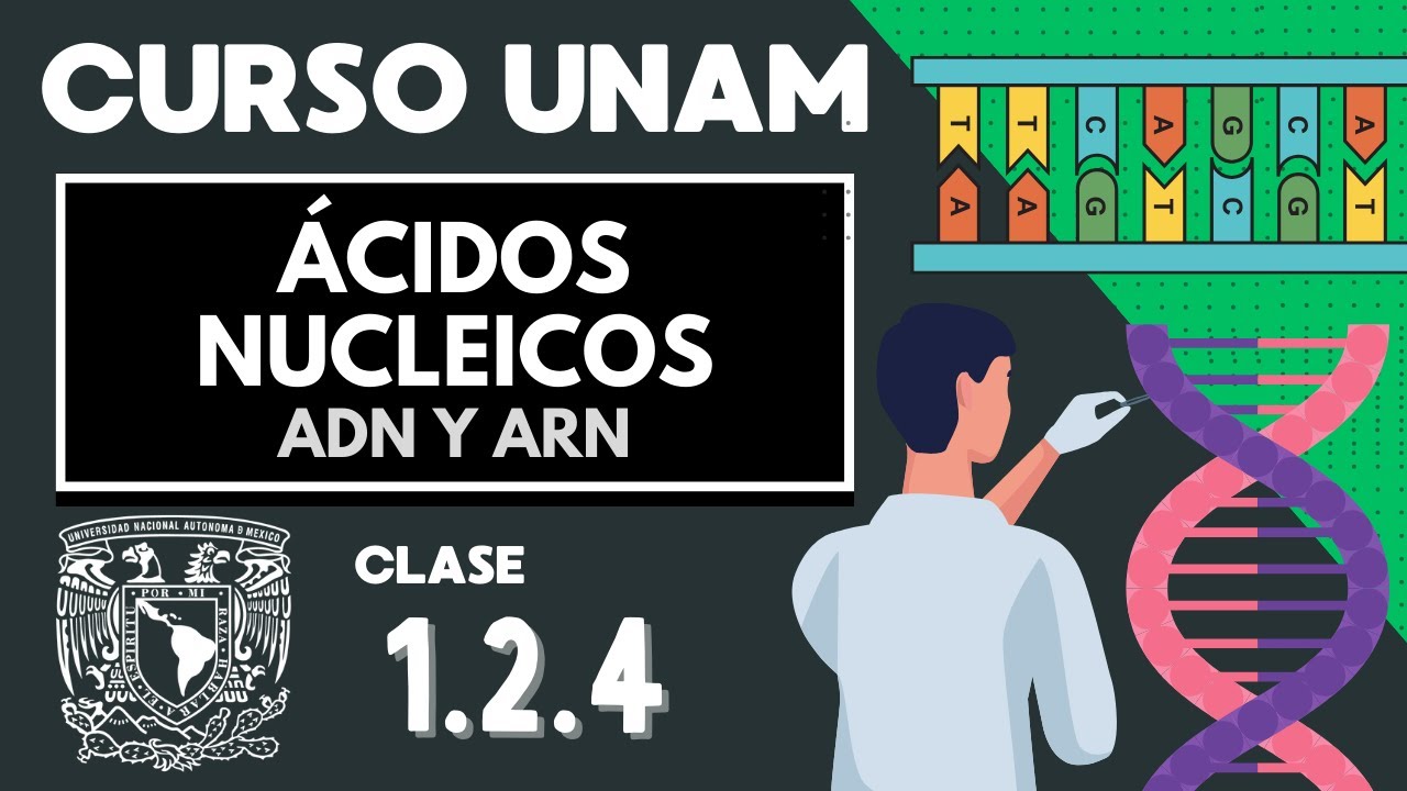 🌱 ÁCIDOS NUCLEICOS | Examen UNAM | ADN Y ARN, nucleótidos, bases nitrogenadas | Biología UNAM