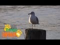SEAGULLS Birds For Kids All Things Animal TV