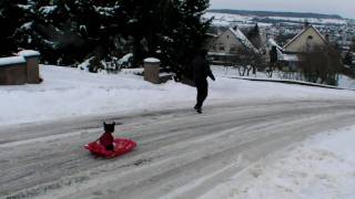 preview picture of video 'Scottish terrier puppy having fun in snow with sledge'