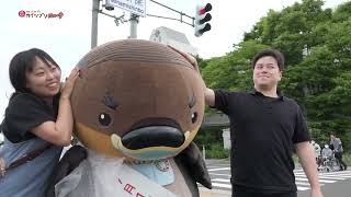 2026/7/28放送・知ったかぶりカイツブリにゅーす
