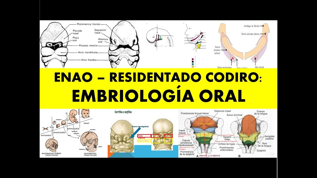 ENAO - RESIDENTADO ODONTOLÓGICO: EMBRIOLOGÍA ORAL
