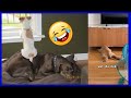 This Is Why Dogs Are The Cutest And Funniest Animals
