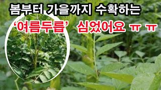 봄부터 가을까지 수확하는 '여름두릅' 심었어요 ㅠㅠ(두릅 재배, 두릅 신품종, 두릅 심기, 두릅 다수확, 두…