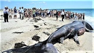 LARGEST Ocean Creatures