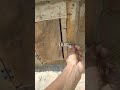 Pigeon Loft Shots