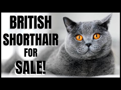 British Shorthair for Sale!
