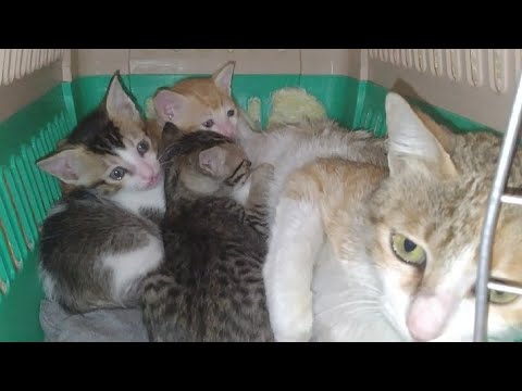 Newborn Kittens Are Drinking Milk And Sleeping On Mama's Lap