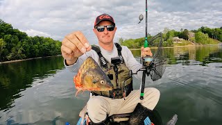 Catfishing with Carp and Shad | Kayak Catfish Uncut
