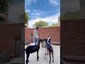 Bakra Eid Ki Qurbani Ka Ghamand Na Kare Shorts Islamic Bakraeid Bakraeidspecial Bakra