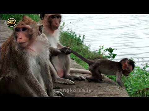 Kidnapper Maltreats and Pulls Up The Tail of Baby Monkey Angkor Daily 959