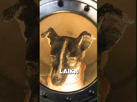 What Happened To Laika 🥺 #dog #space